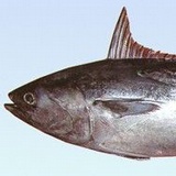 Notsu