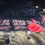 小木鱼