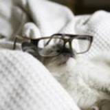 戴眼镜的小猫咪