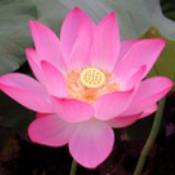 灵素