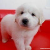 Brian