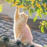 小螃蟹