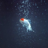 深蓝海