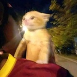 姜黄色的猫