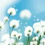 青芒