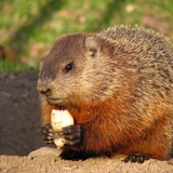 bigmarmot