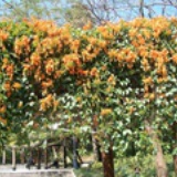 菱花淡淡妆