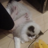 可爱满分