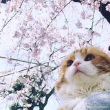 虹の鲤