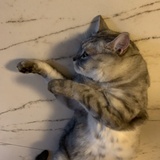 小鹿酱