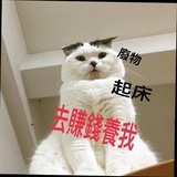 叉雞飯例水行街