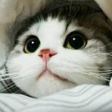 弯弯