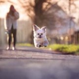 小浣熊