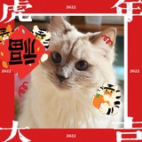 芋泥啵啵