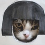 芒果和猫