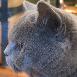 小猫钓鱼