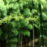 牛奶老大
