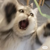 啾啾栖鸟鸣