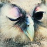 aquila