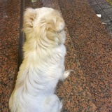 内心独白