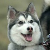阿拉斯加犬