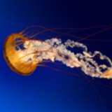 Hemikssandy