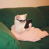 精神小猫
