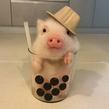 珍猪奶茶