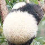 阿非