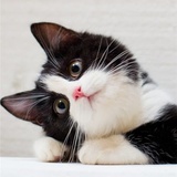 大棉猫生