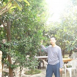 hohaigang