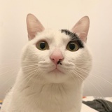 Gato mío