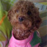 leoo