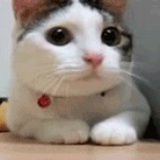 含元