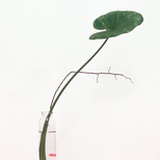 麦瑟夫
