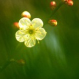 蓝薏苡5566