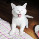 兮兮