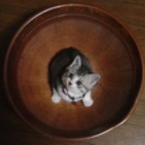 虚猫