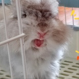 nuo