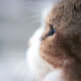 猫小墨
