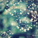 琥珀的微光