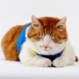 猫咪江米条