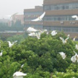 techlivezheng