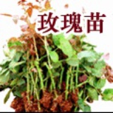玫瑰苗