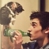 猫咪和啤酒