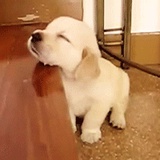 灵牙