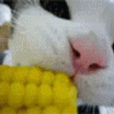 木头西斯