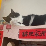 草莓灰灰