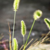 狗尾巴草