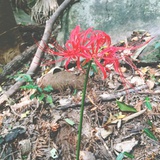 彼岸花凋零🌹